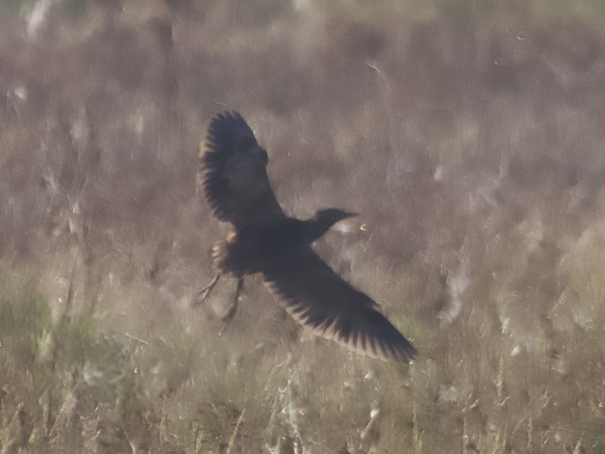 American Bittern - ML623890295