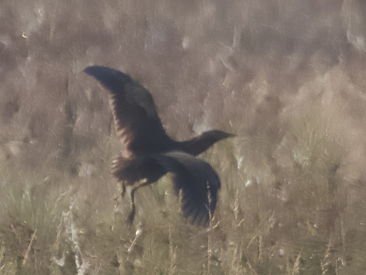 American Bittern - ML623890297