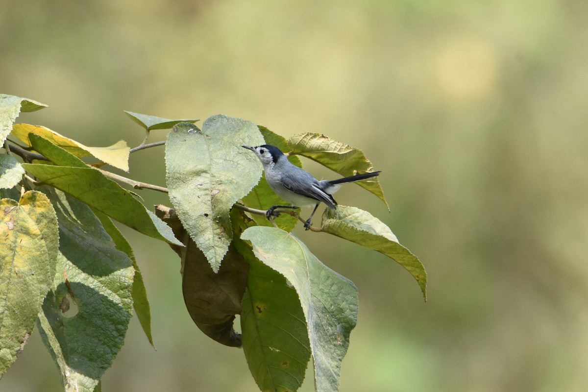 White-browed Gnatcatcher - ML623890306