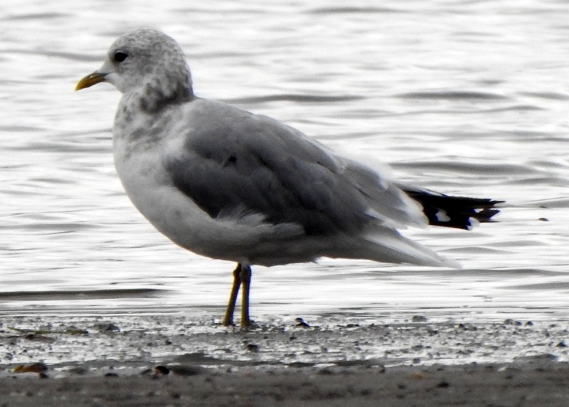 Short-billed Gull - ML623890313