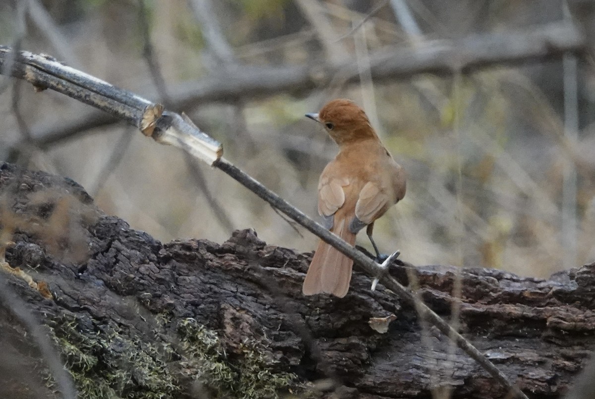 Rufous Casiornis - ML623890314