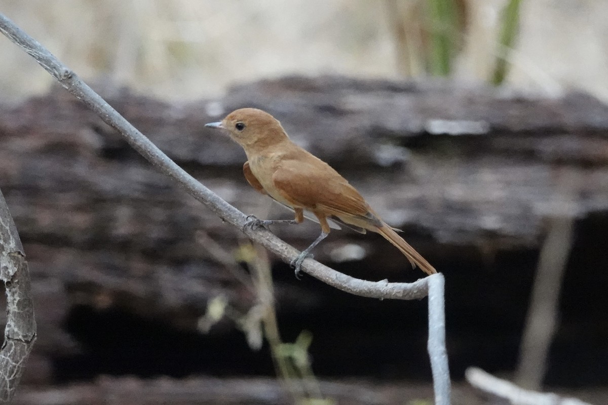 Rufous Casiornis - Rainer Ruess