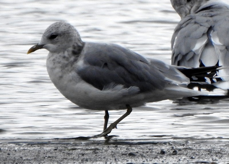 Short-billed Gull - ML623890316