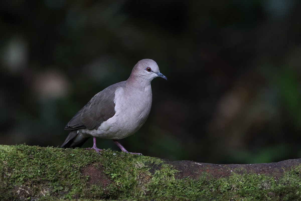 Gray-headed Dove - ML623890319