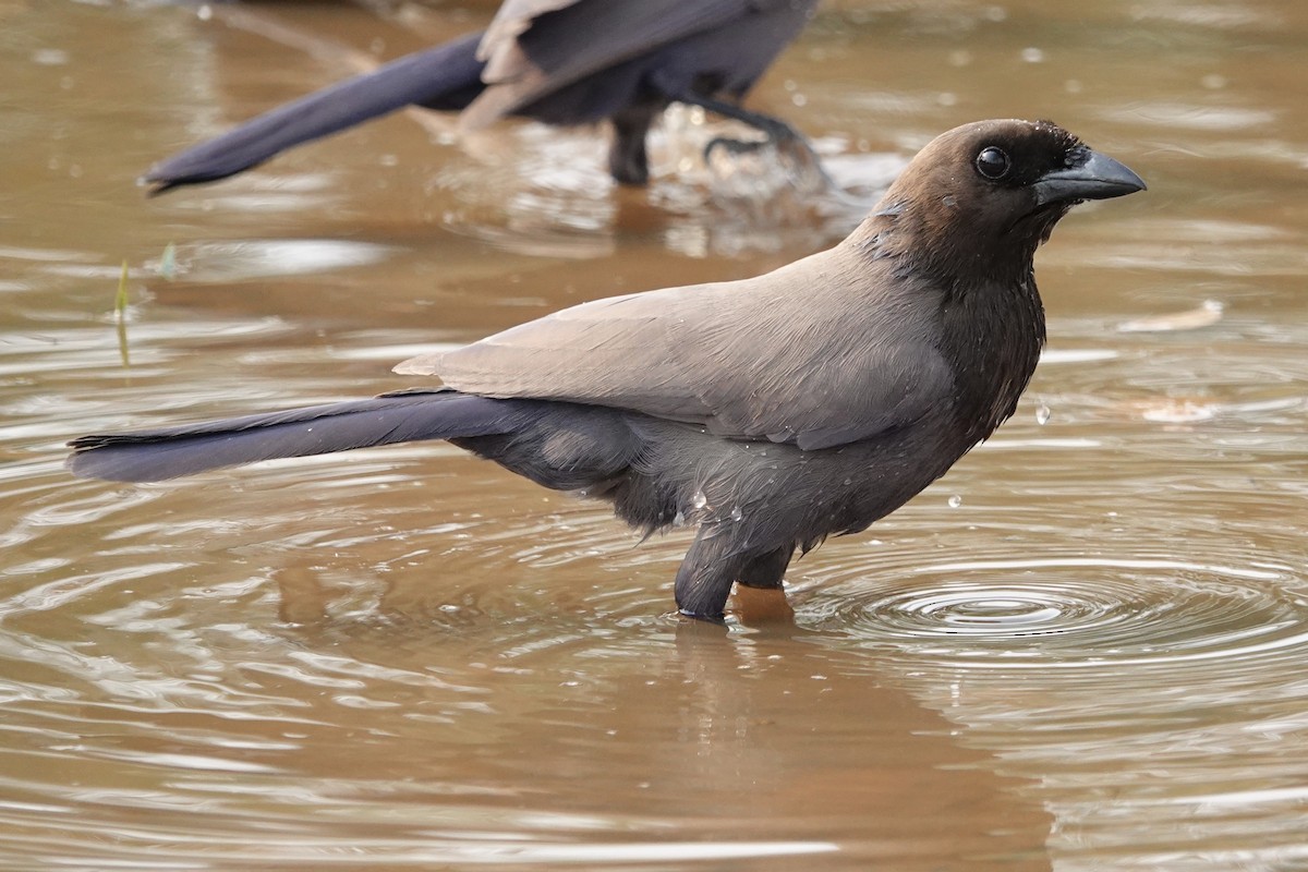 Purplish Jay - ML623890320