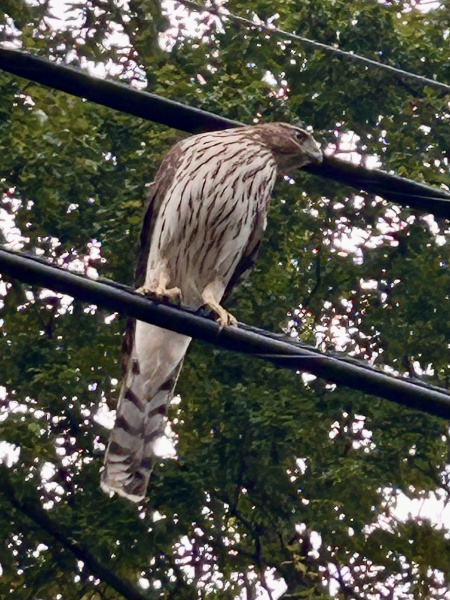 Cooper's Hawk - ML623890323