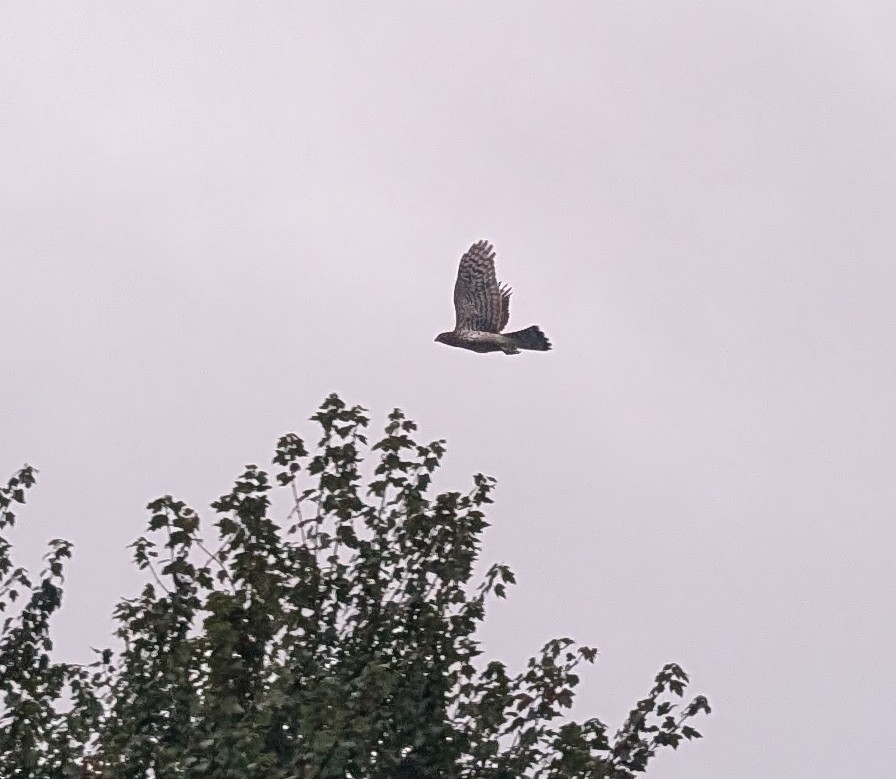 Cooper's Hawk - ML623890324