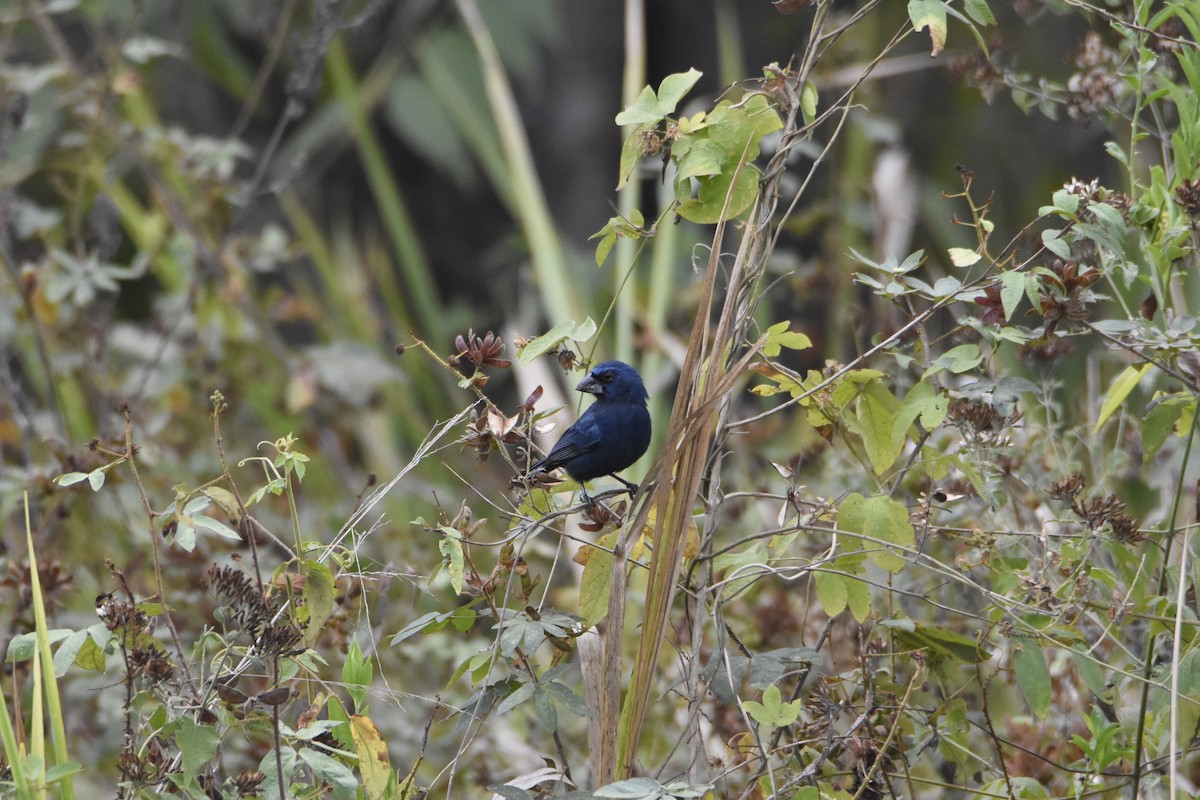 Blue-black Grosbeak - ML623890325