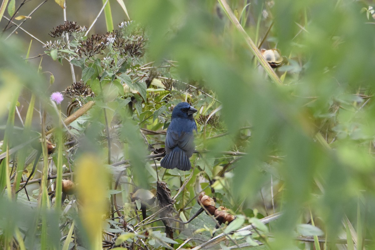 Blue-black Grosbeak - ML623890326