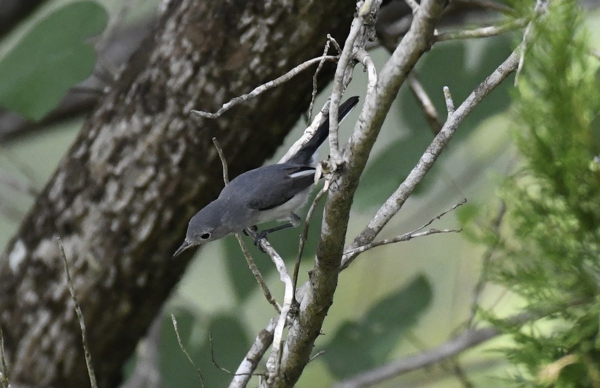 Blue-gray Gnatcatcher - ML623890327