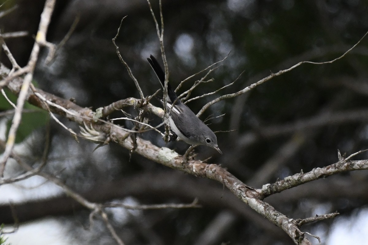 Blue-gray Gnatcatcher - ML623890328