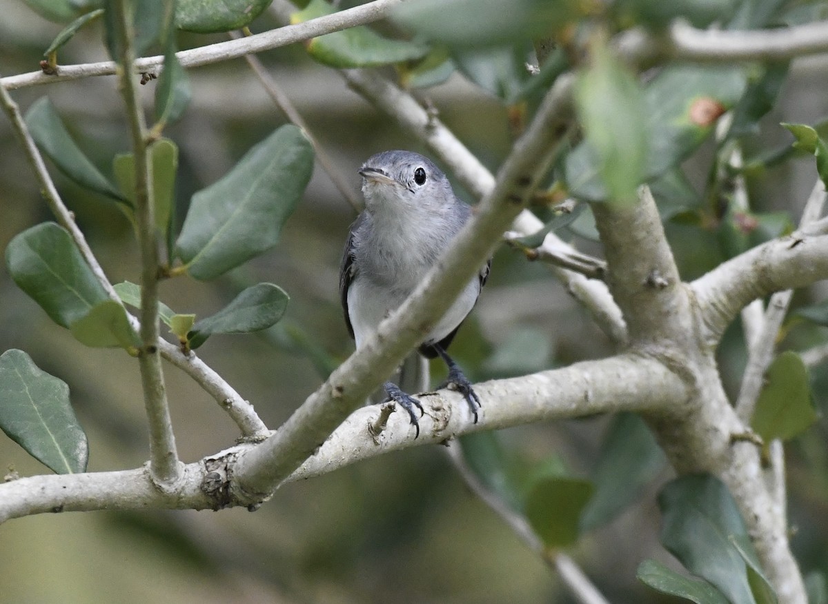 Blue-gray Gnatcatcher - ML623890329