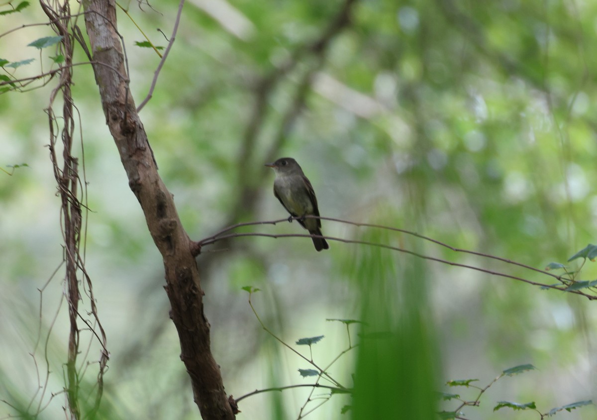 Eastern Wood-Pewee - ML623890330