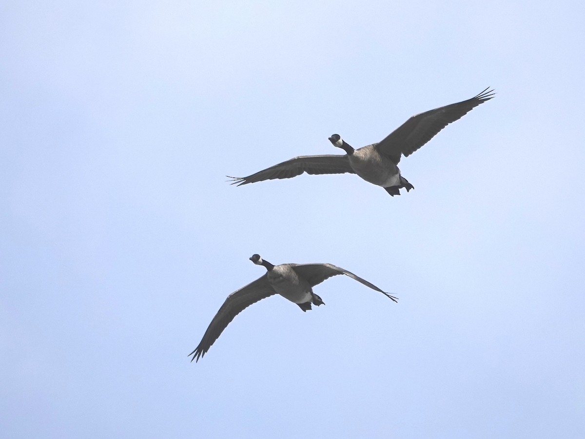 Canada Goose - ML623890331