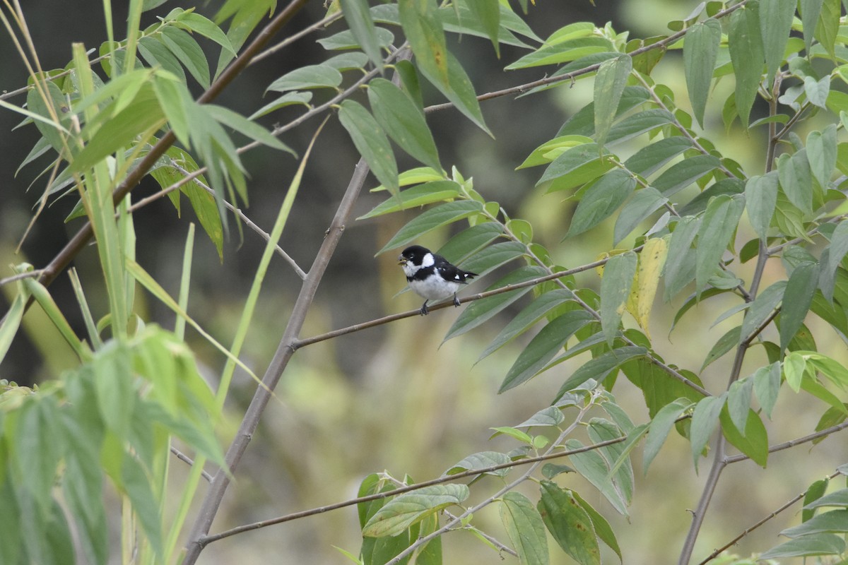 Variable Seedeater - ML623890332