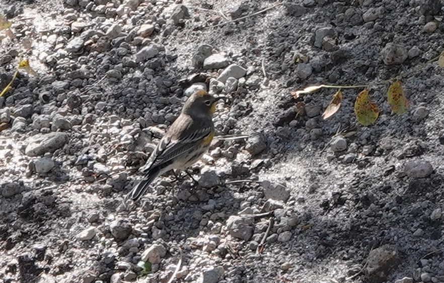 Yellow-rumped Warbler (Audubon's) - ML623890335