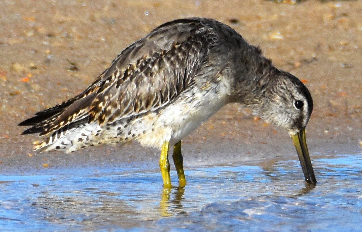 Short-billed Dowitcher - ML623890337