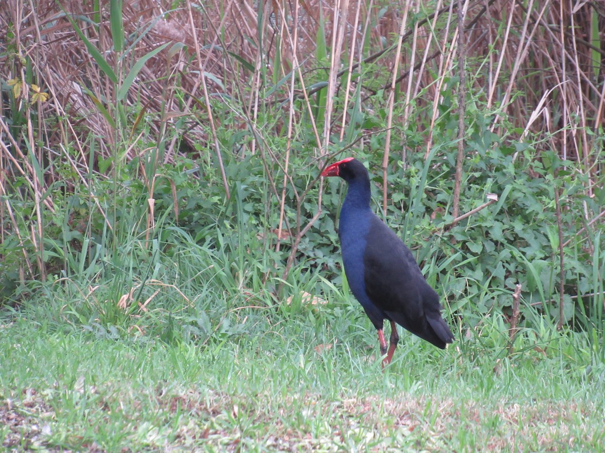 Australasian Swamphen - ML623890338