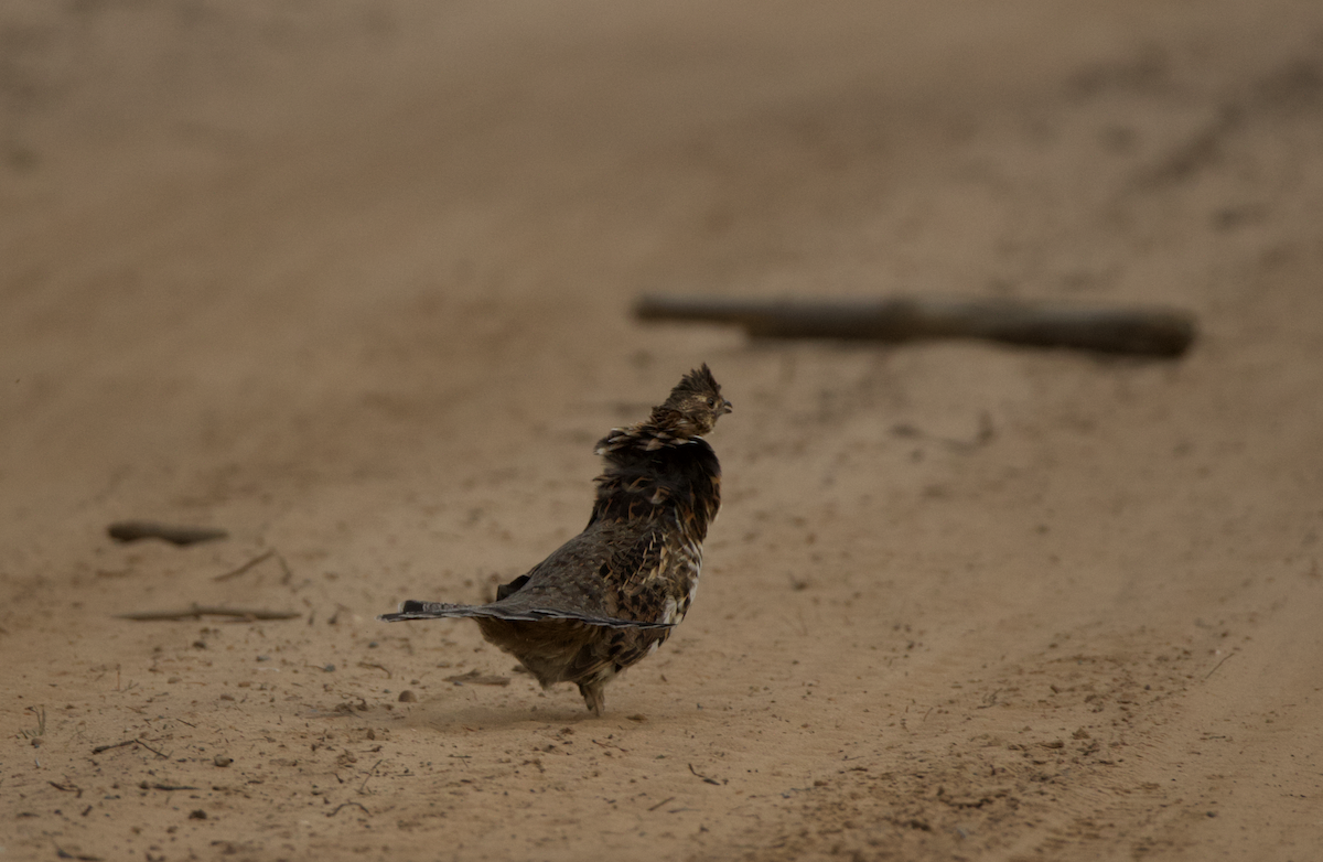 Ruffed Grouse - ML623890339