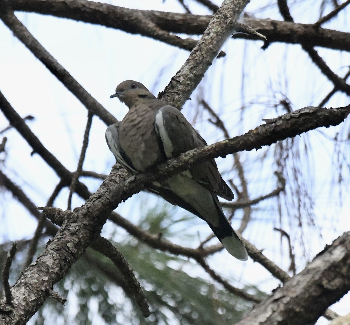 White-winged Dove - ML623890345