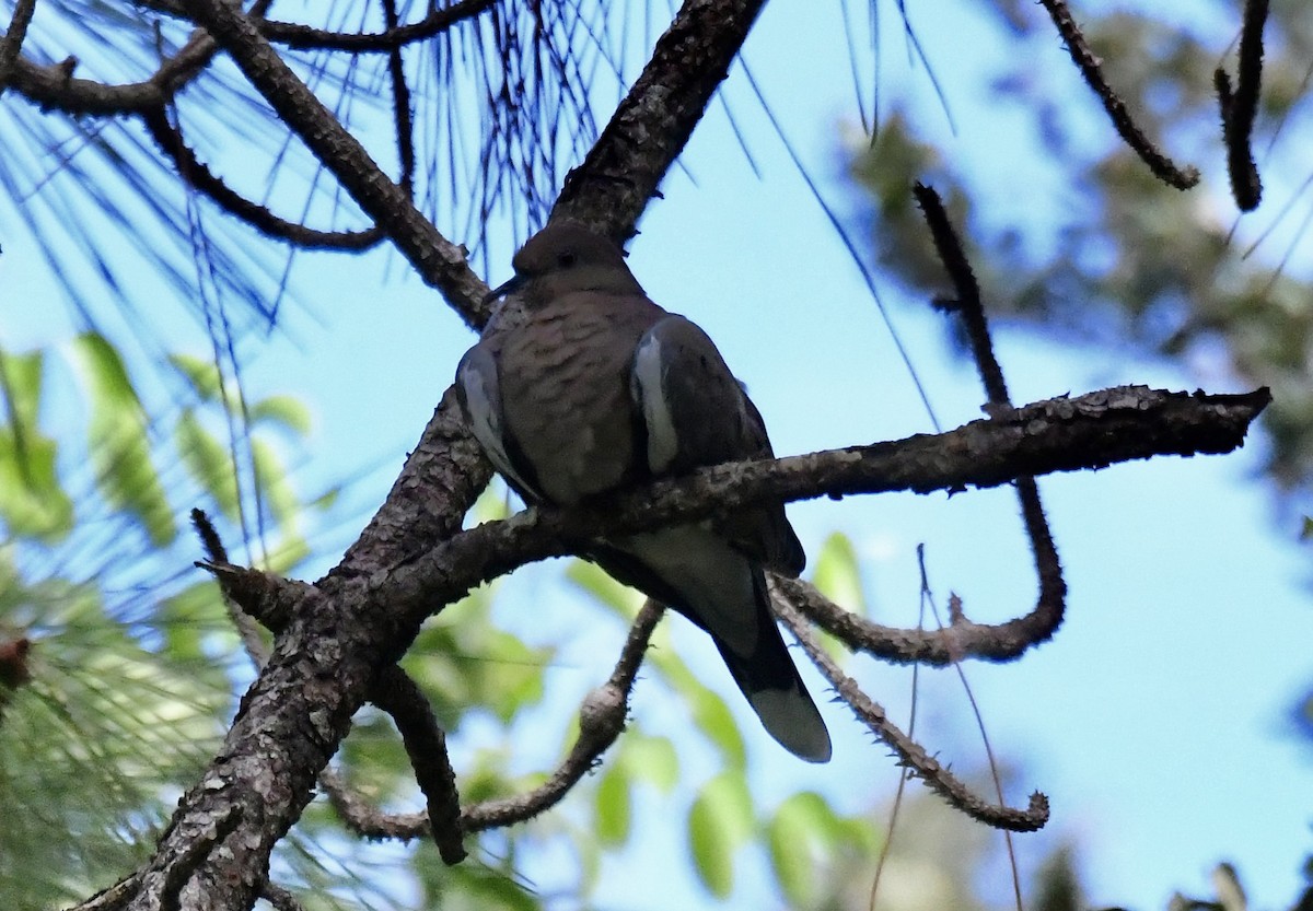 White-winged Dove - ML623890346