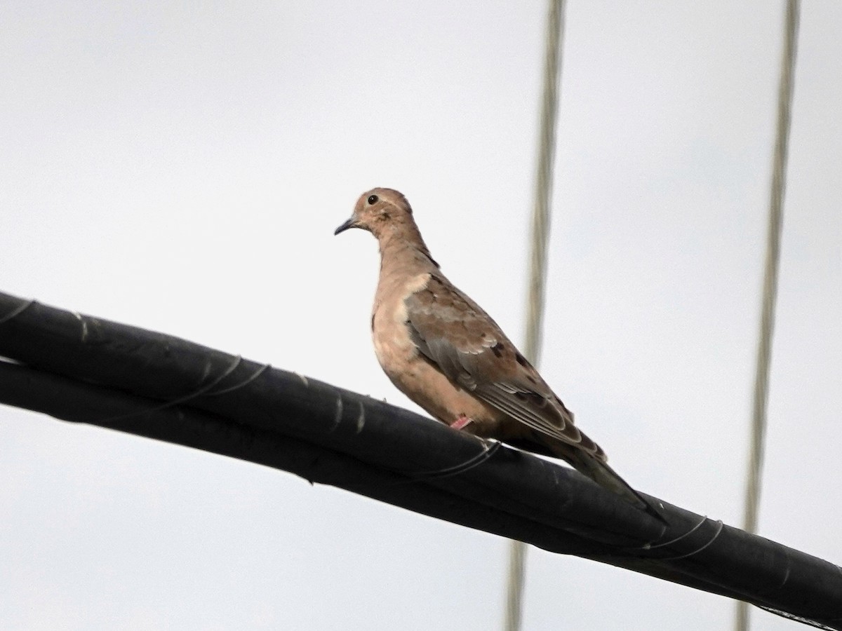 Mourning Dove - ML623890347