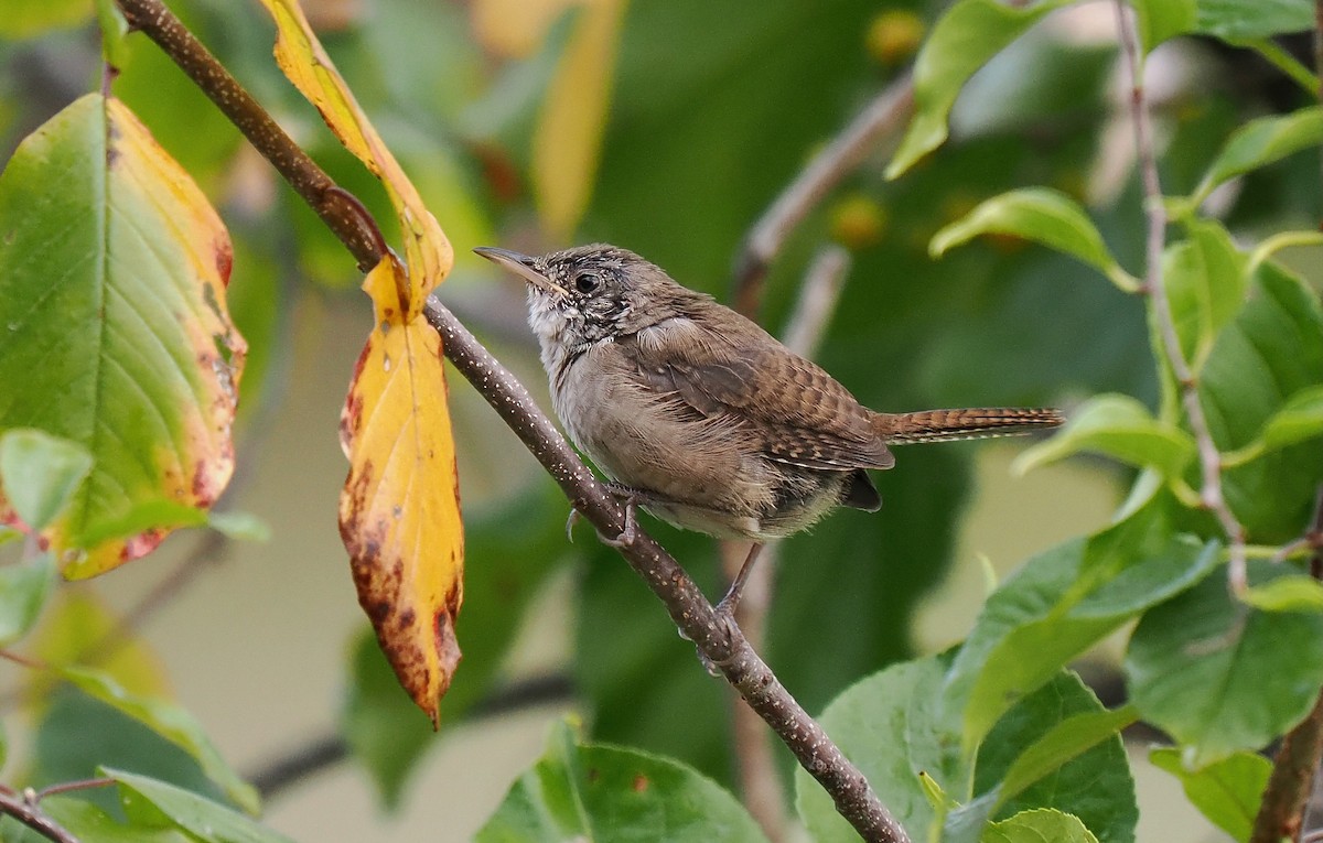 House Wren - ML623890348