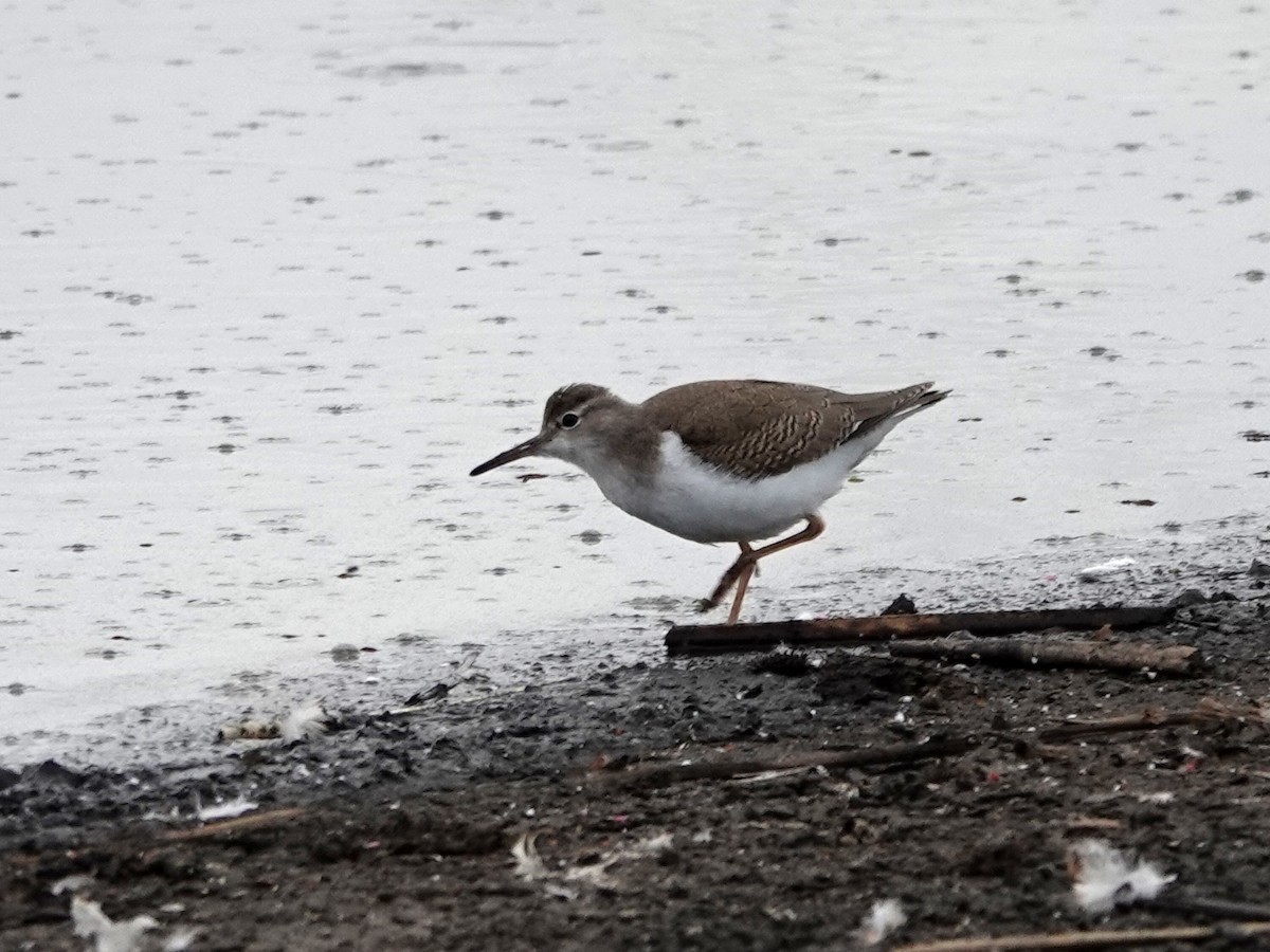 Spotted Sandpiper - ML623890349