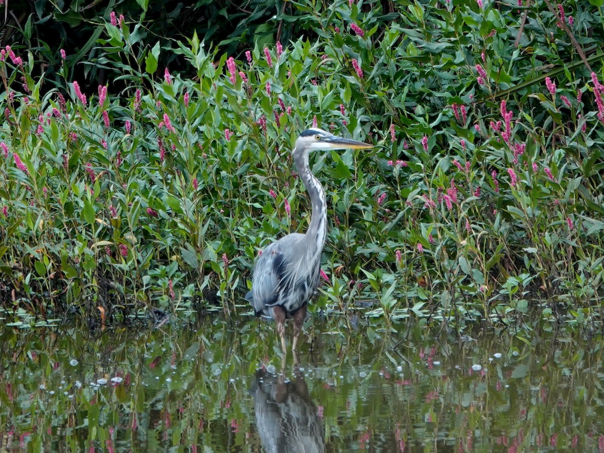 Great Blue Heron - ML623890371