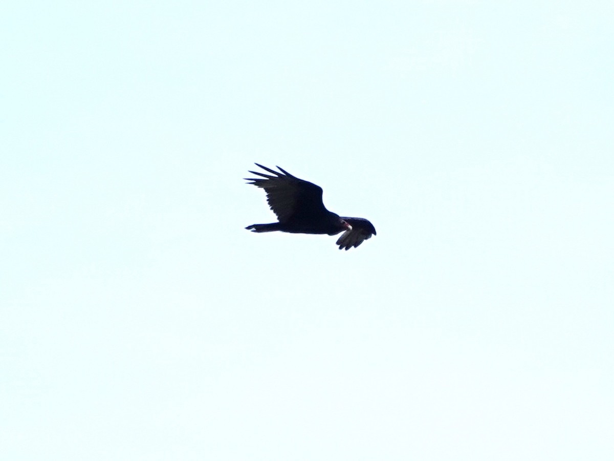 Turkey Vulture - ML623890375