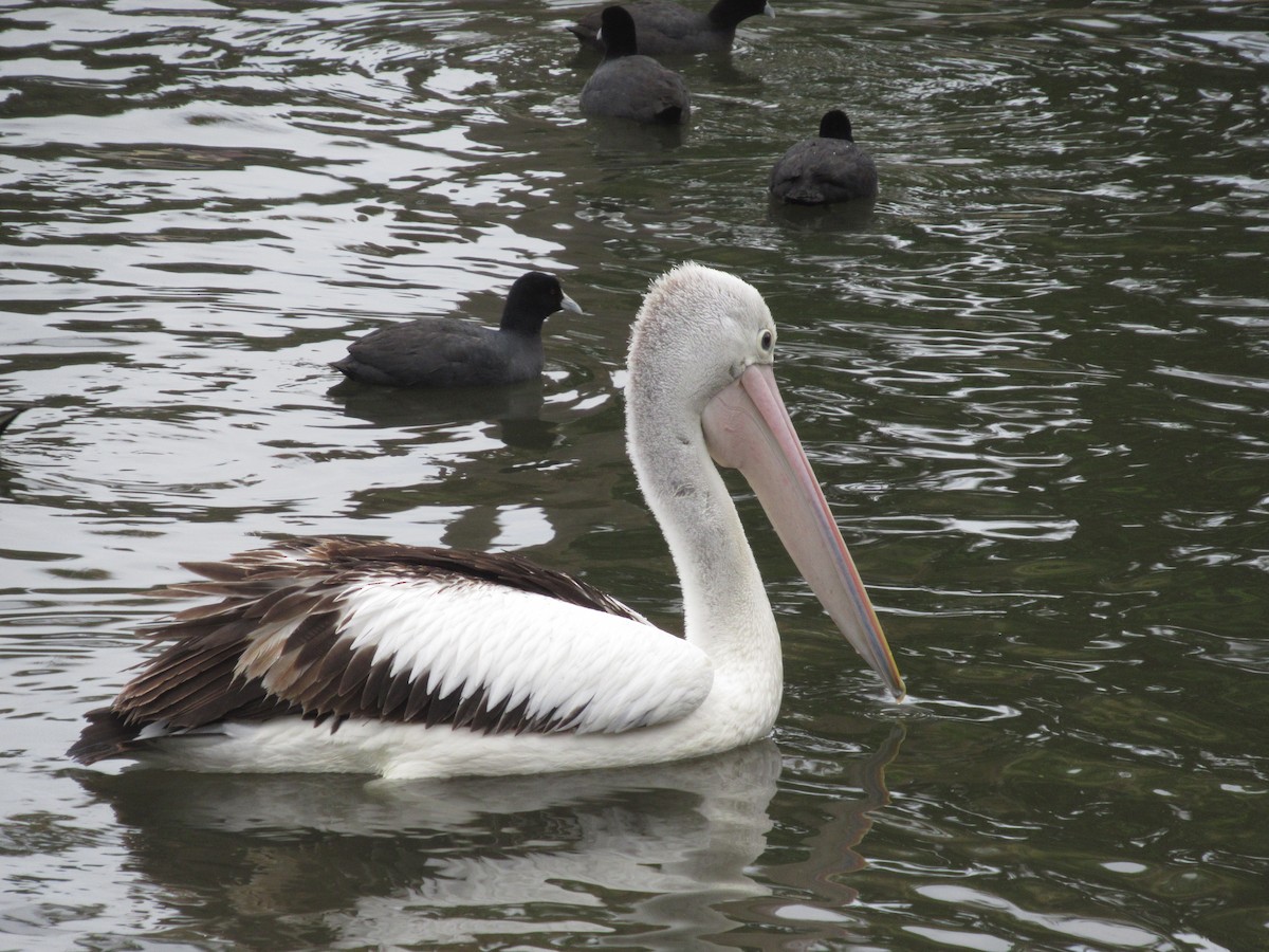 Australian Pelican - ML623890391