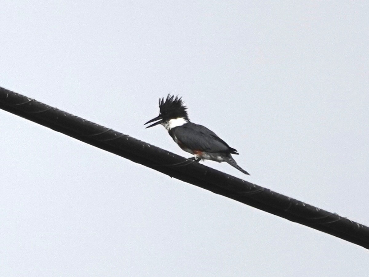 Belted Kingfisher - ML623890396