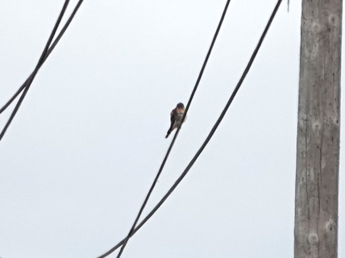 American Kestrel - ML623890397