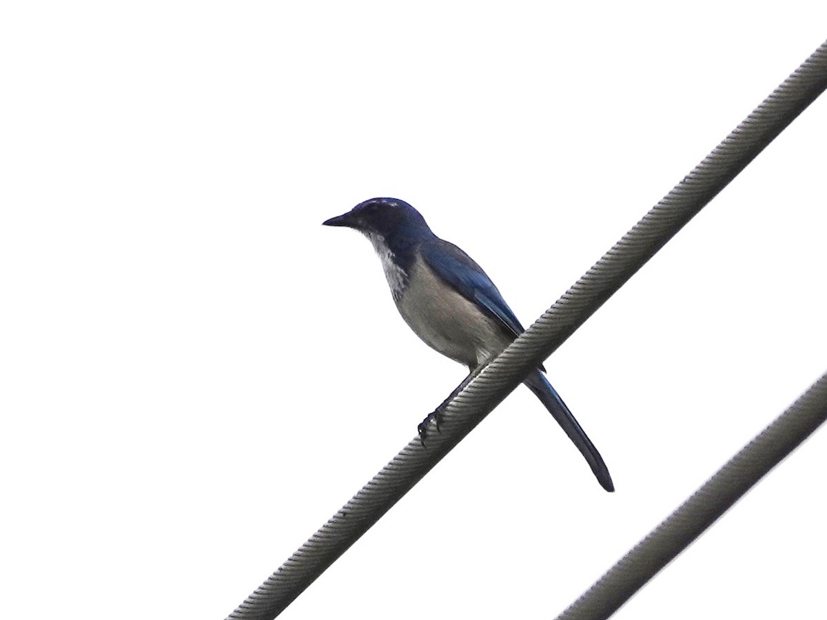 California Scrub-Jay - ML623890403