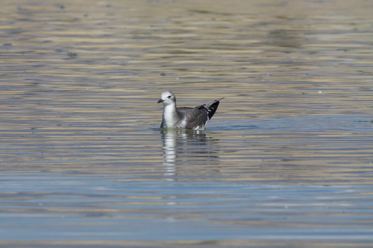 Sabine's Gull - ML623890406