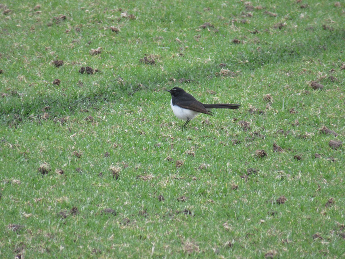 Willie-wagtail - Kelly Baker