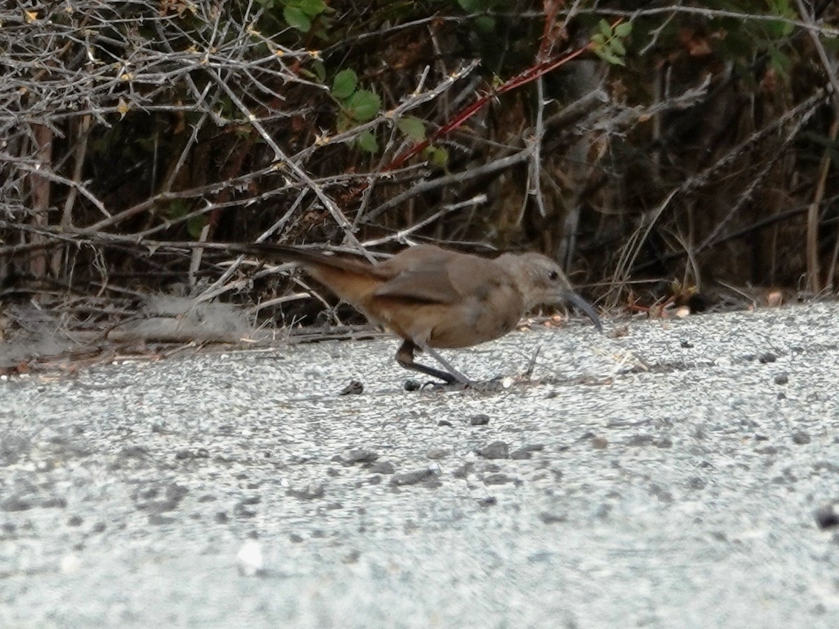 California Thrasher - ML623890425