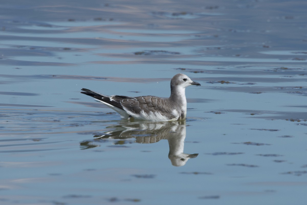 Sabine's Gull - ML623890426