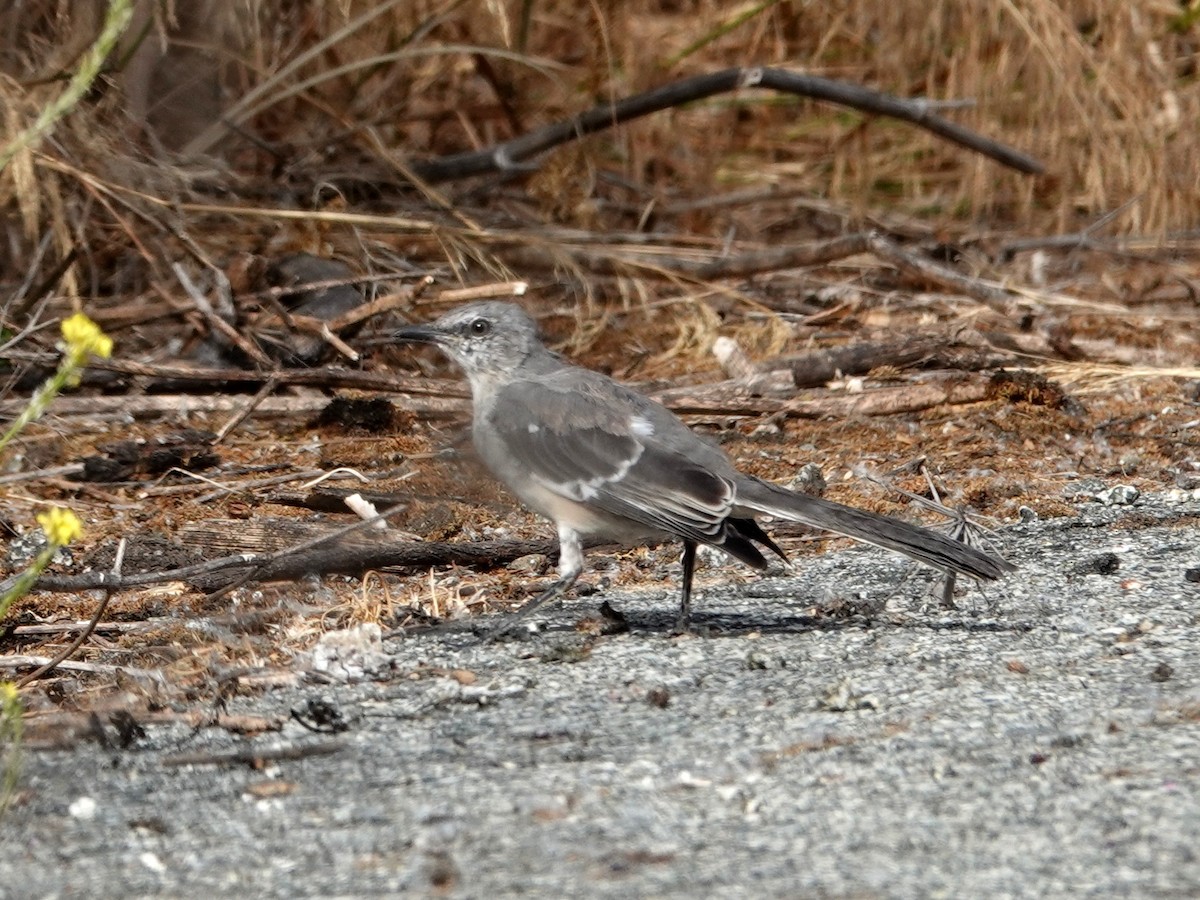 Northern Mockingbird - ML623890429