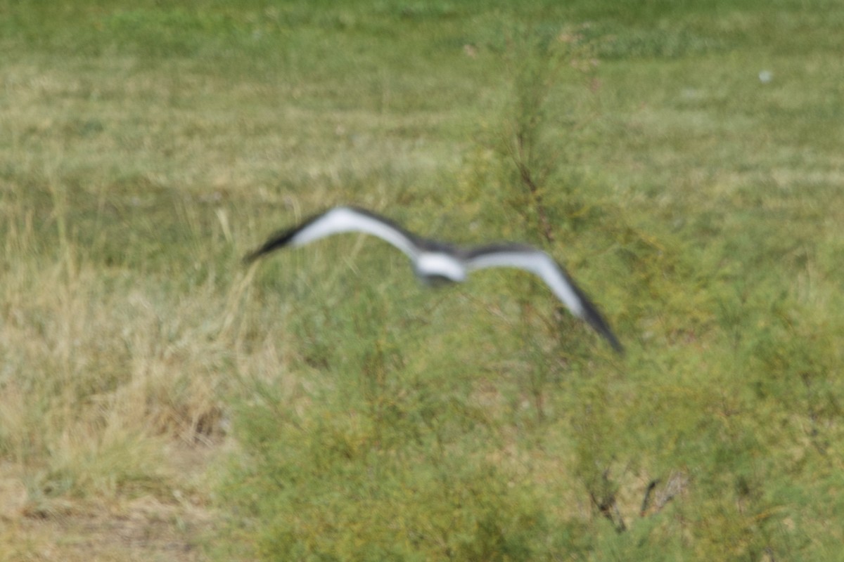 Sabine's Gull - ML623890435