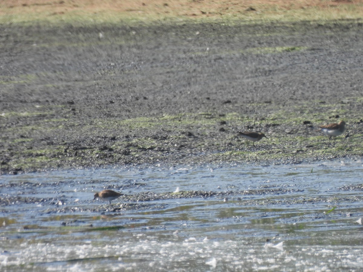 Pectoral Sandpiper - ML623890458