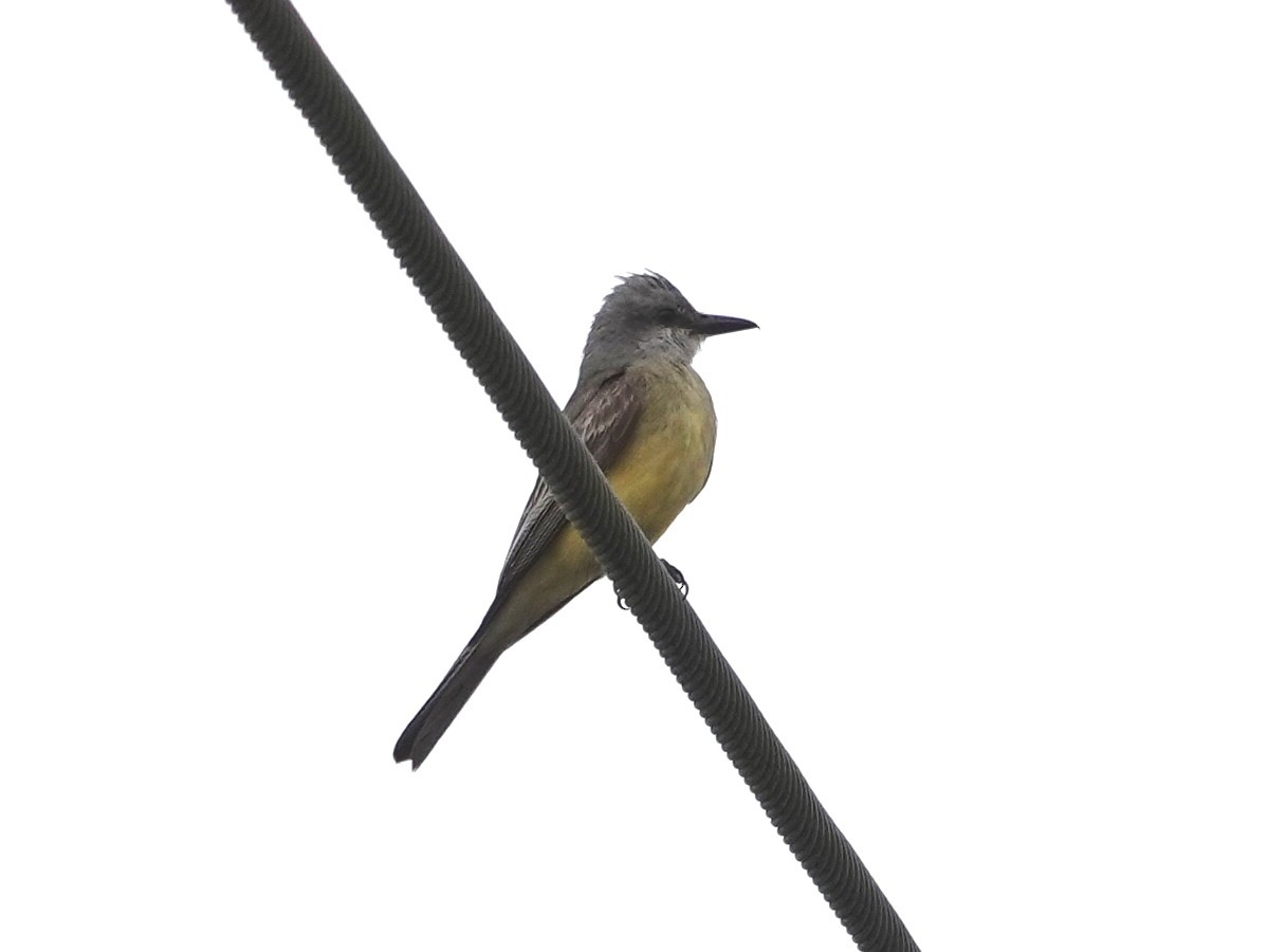 Tropical Kingbird - ML623890514