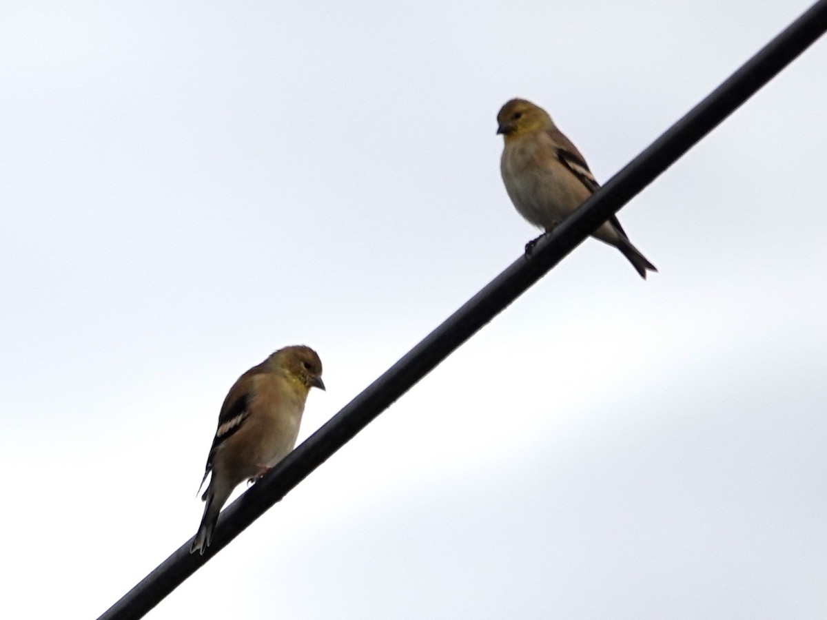 American Goldfinch - Norman Uyeda