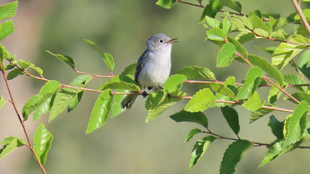 Blue-gray Gnatcatcher - Merri R