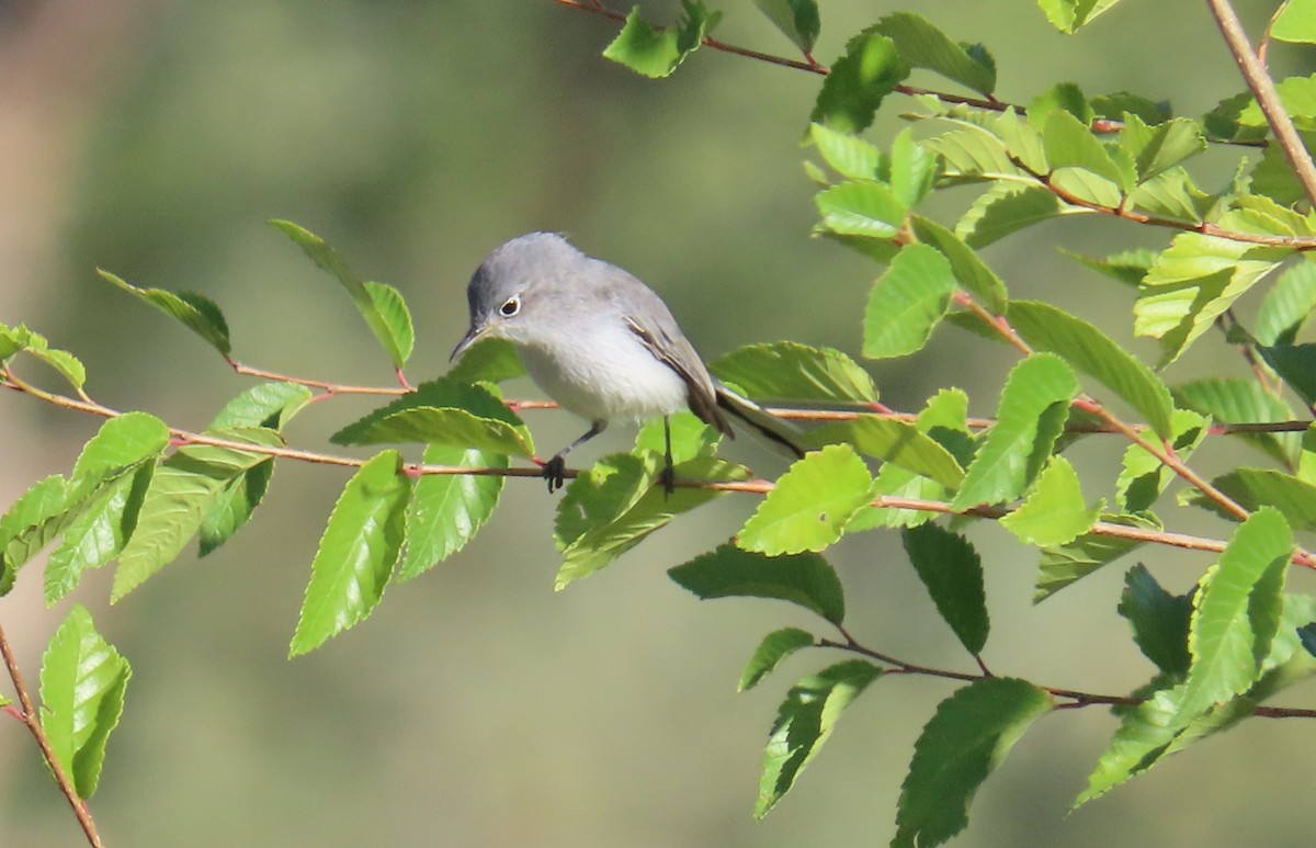 Blue-gray Gnatcatcher - ML623890531