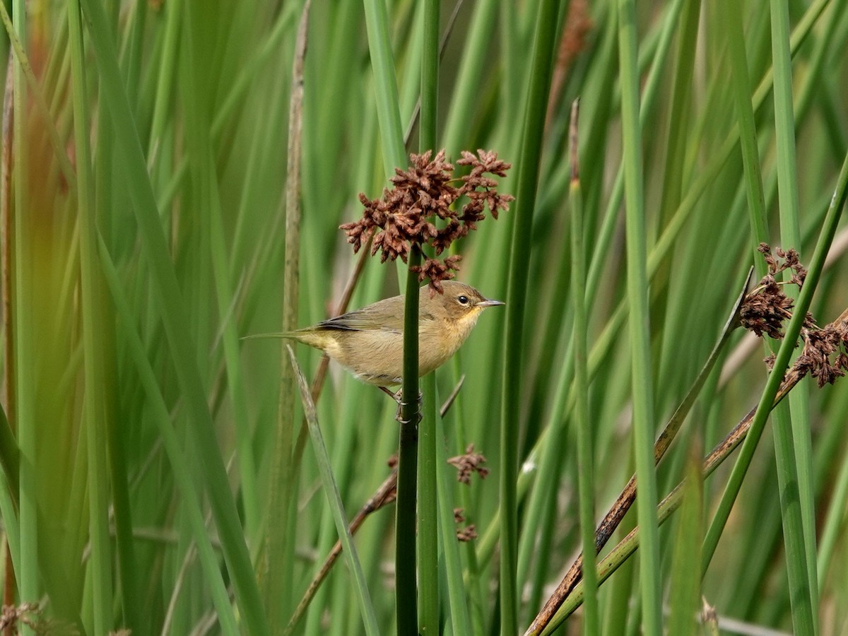 Weidengelbkehlchen - ML623890539