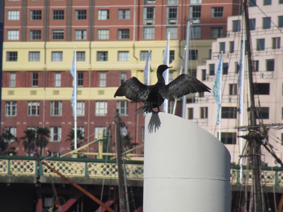 Little Black Cormorant - ML623890548