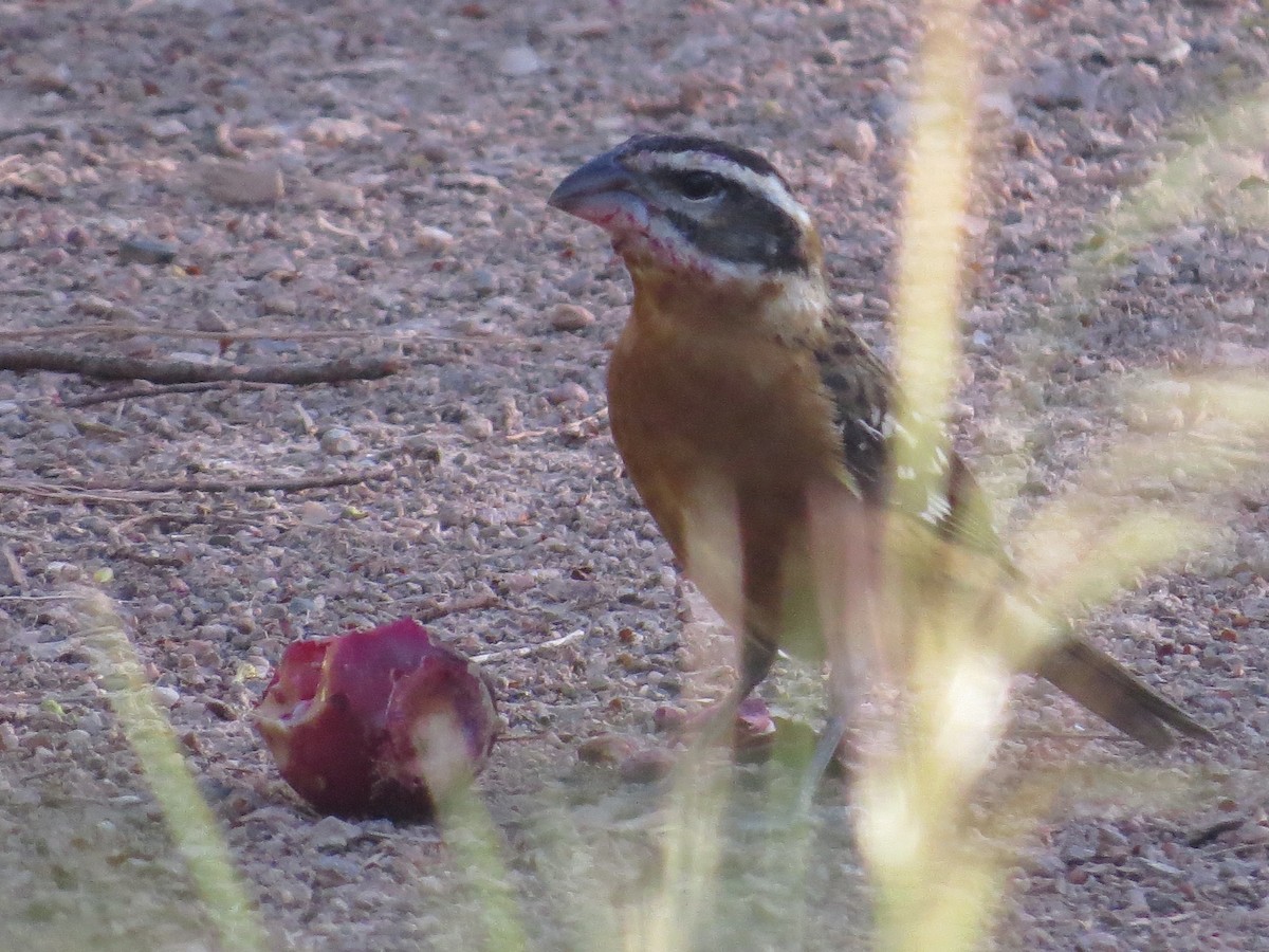 Black-headed Grosbeak - ML623890562