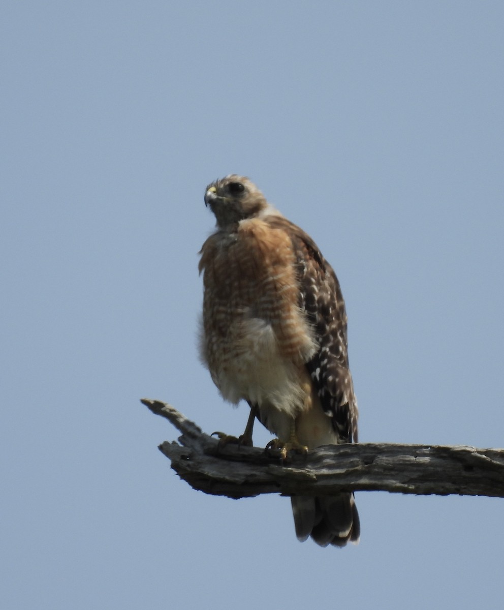 Red-shouldered Hawk (lineatus Group) - ML623890565