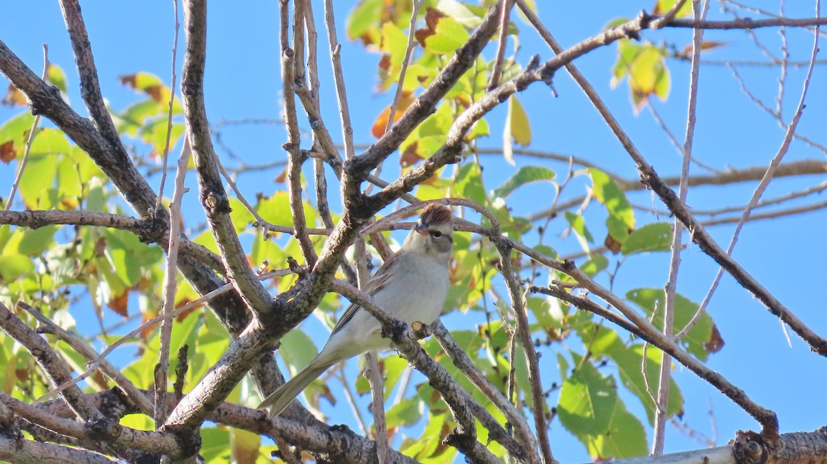 Chipping Sparrow - ML623890567